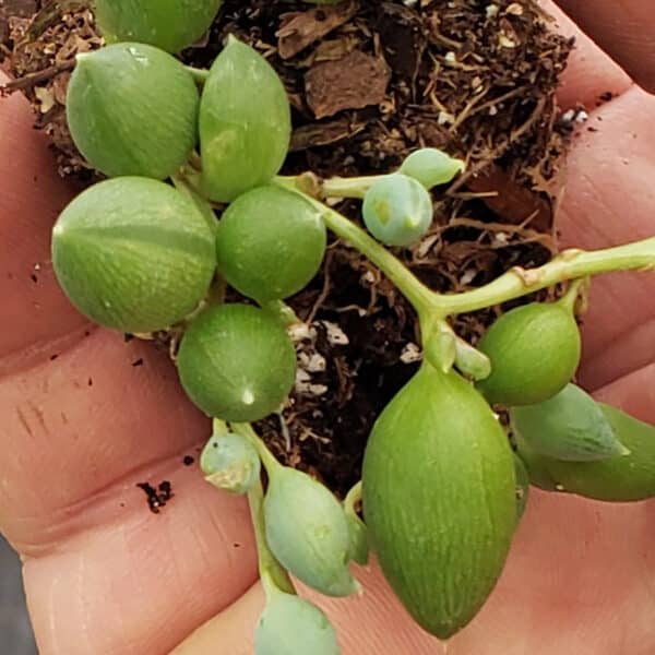 SENECIO STRING OF TEARS