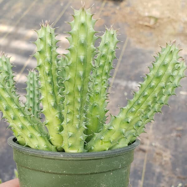 STAPELIA BLACK BELLS