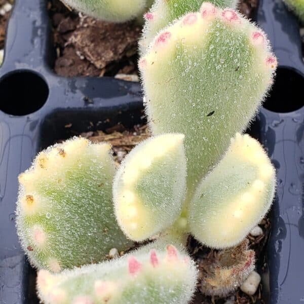 cotyledon ladesmithensis variegated bear paw