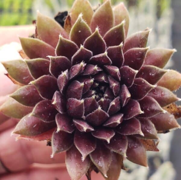 sempervivum pulmolsa