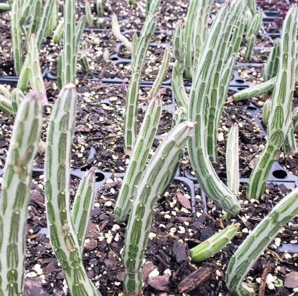 senecio stapeleformus