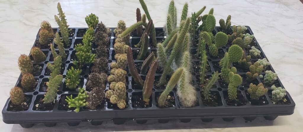 Assorted Cactus