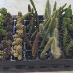Assorted Cactus