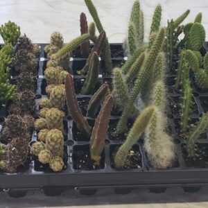 Assorted Cactus