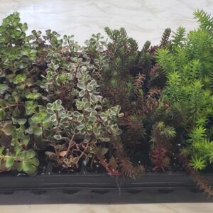 Assorted Cold Hardy