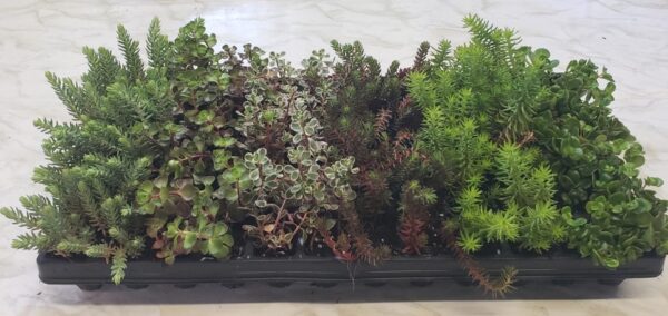 Assorted Cold Hardy