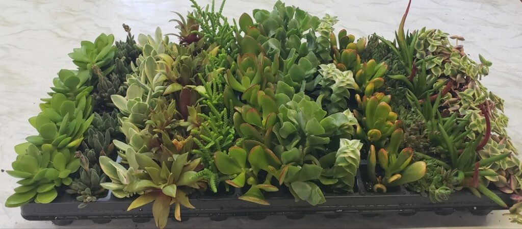 Assorted Crassula