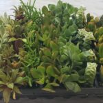 Assorted Crassula