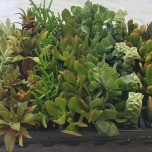 Assorted Crassula
