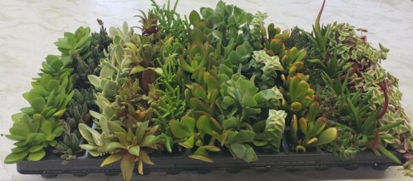 Assorted Crassula