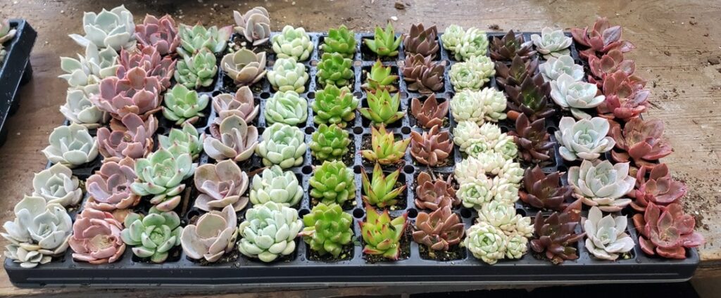 Assorted Echeveria