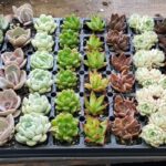 Assorted Echeveria