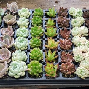 Assorted Echeveria