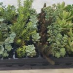 Assorted Sedum