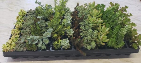 Assorted Sedum