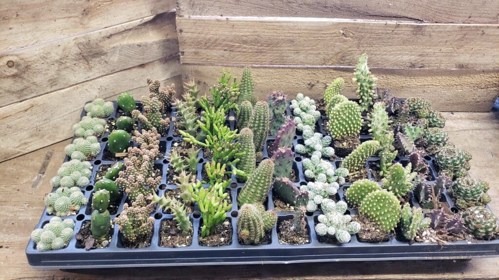 assorted cactus