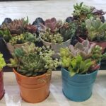 4” Color Pots