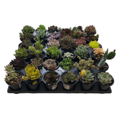 3.5” Mixed Succulents