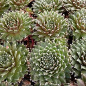 SEMPERVIVUM CHERRY FROST