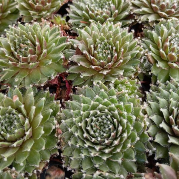 SEMPERVIVUM CHERRY FROST