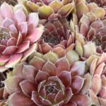 SEMPERVIVUM DIRECTOR JACOB