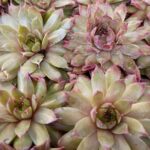 SEMPERVIVUM GINGERBREAD MAN