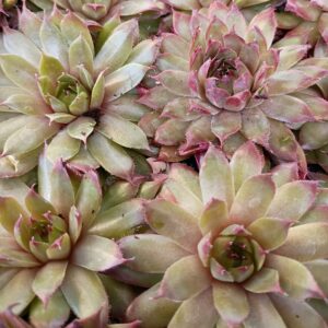 SEMPERVIVUM GINGERBREAD MAN