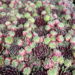 SEMPERVIVUM JEN DE ARC