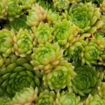 SEMPERVIVUM PACHA MAMA