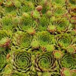 SEMPERVIVUM ZONER SCHOON