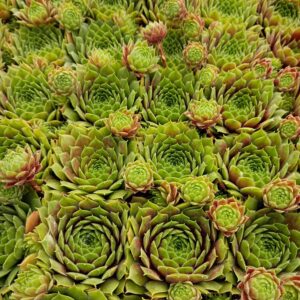 SEMPERVIVUM ZONER SCHOON