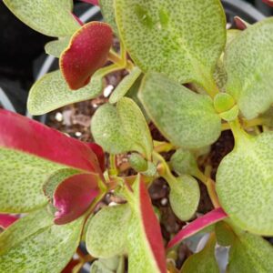 Crassula Multicava Fairy