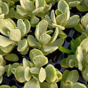 CRASSULA SWAZIENSIS VARIEGATA