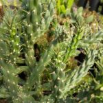 CYLIDROPUNTIA IMBRICATA