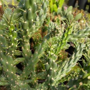 CYLIDROPUNTIA IMBRICATA