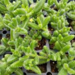 DELOSPERMA ECHINATUM