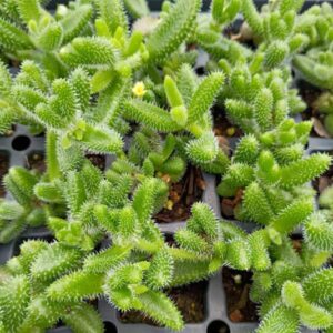 DELOSPERMA ECHINATUM