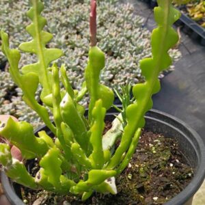 DISOCACTUS FISHBONE CACTUS