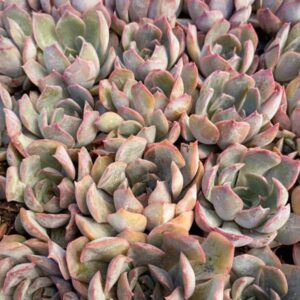 ECHEVERIA DARK ICE