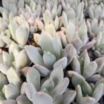 Echeveria Draco