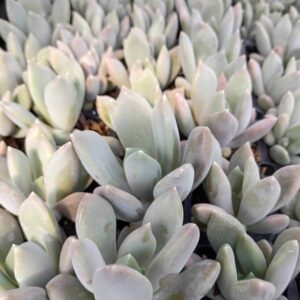 Echeveria Draco