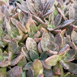 Echeveria Echoc