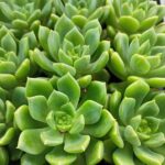 Echeveria Emerald Ripple