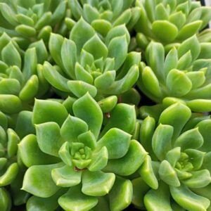 Echeveria Emerald Ripple