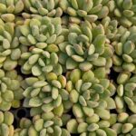 Echeveria King Atlas