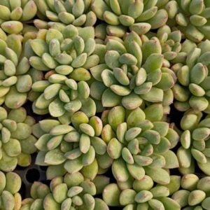 Echeveria King Atlas