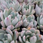 Echeveria Yummy