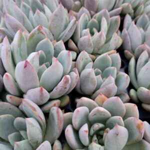 Echeveria Yummy