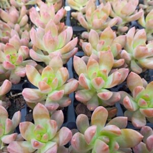 Graptosedum Coper Glow