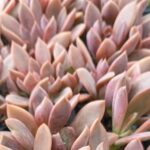 Graptoveria Julia